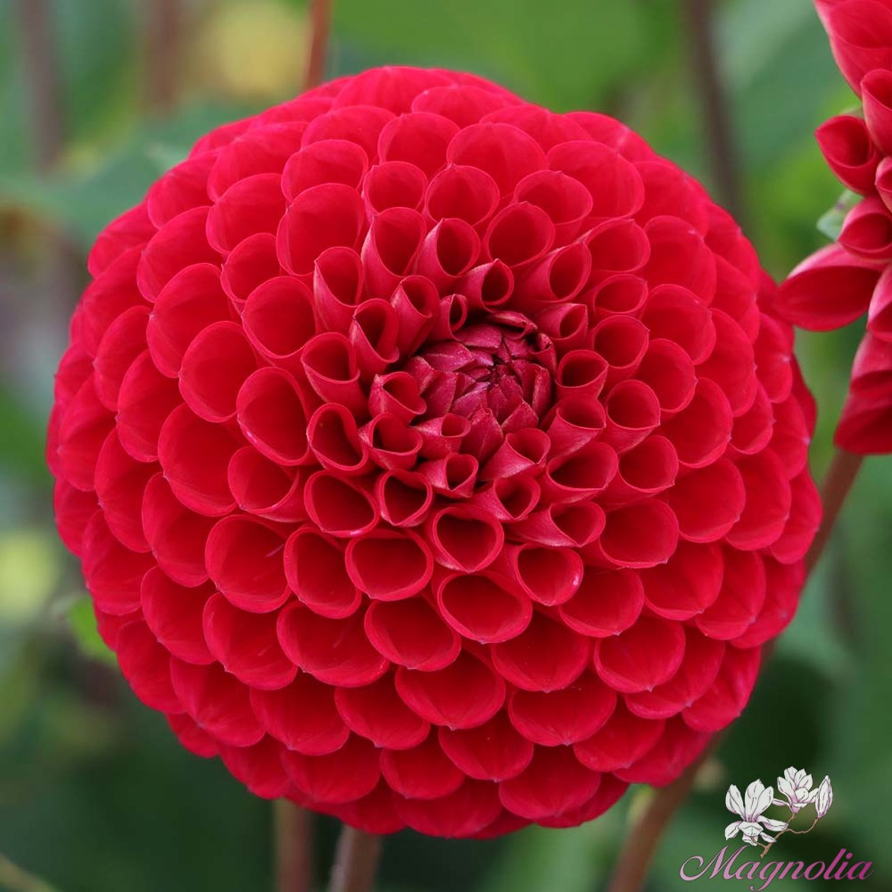 Cornel Dahlia Knöl