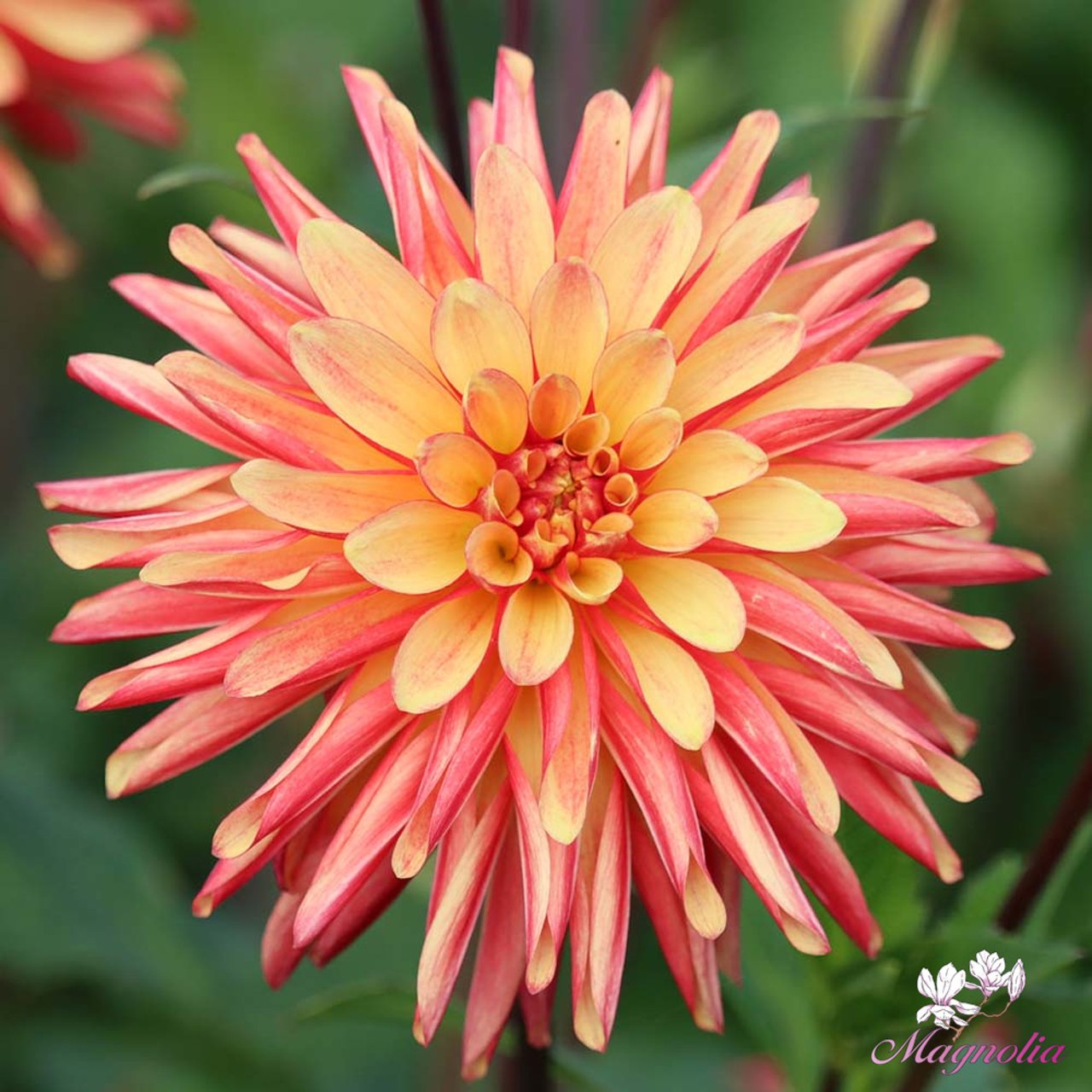 Crazy Legs Dahlia Tuber
