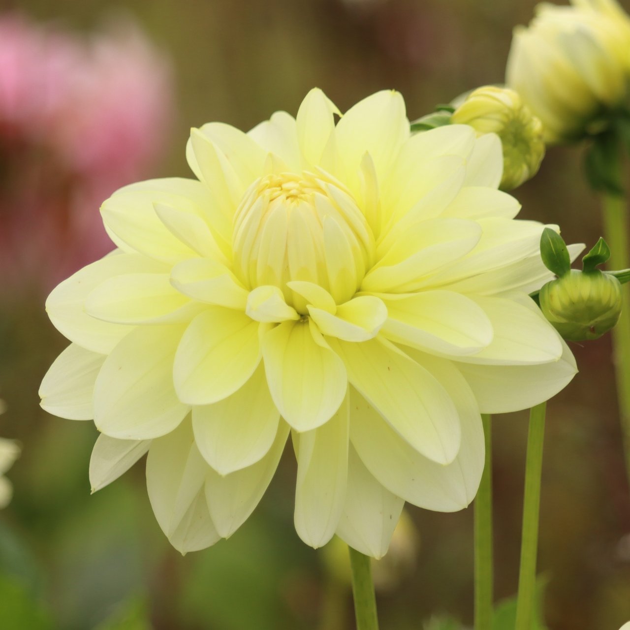 Creme Corner Dahlia Knöl