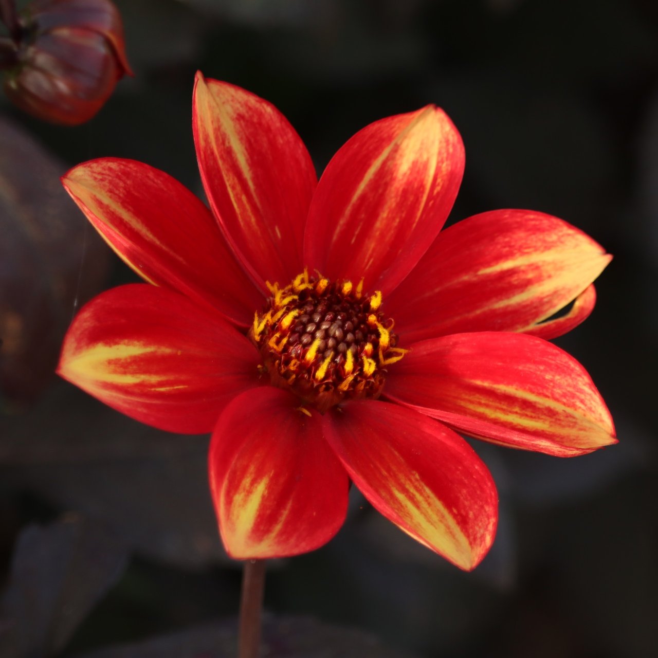 Dahlegria Bicolore Dahlia Tuber