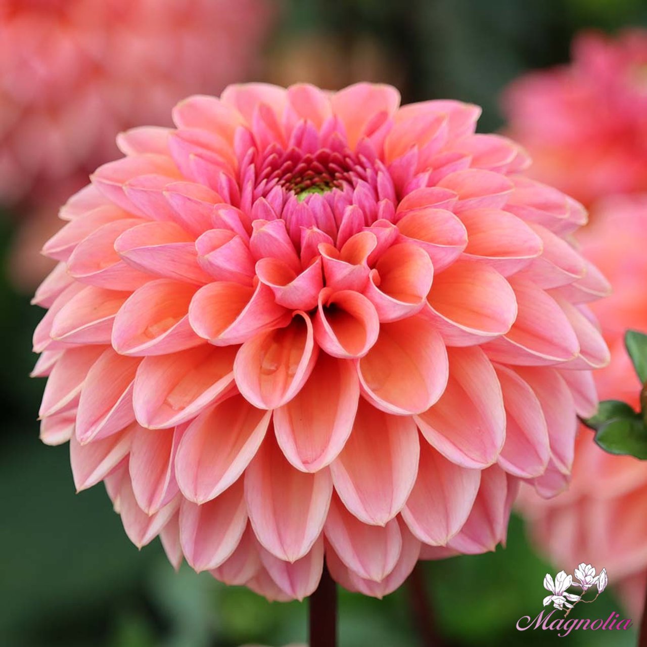 Daisy Duke Dahlia Tuber