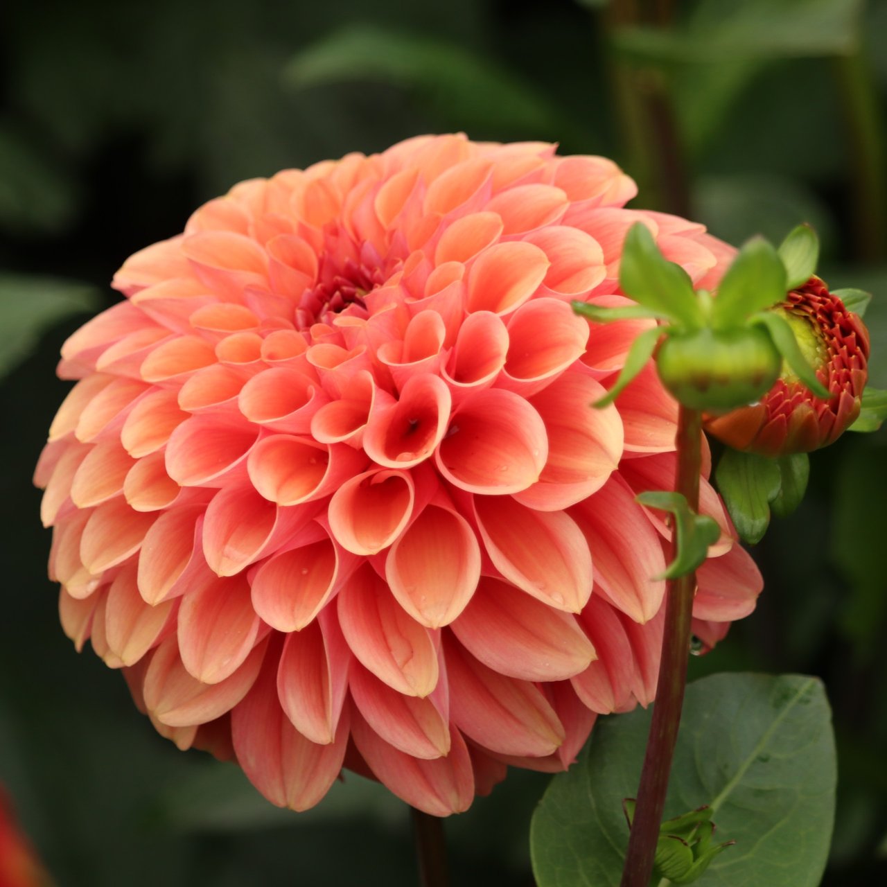 Dalmuti Chief Marshal Dahlia Tuber