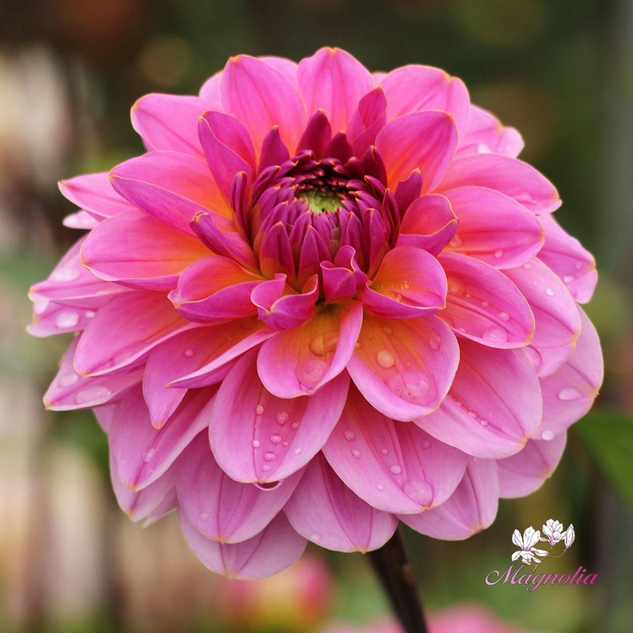 Dalmuti Jester Dahlia Tuber