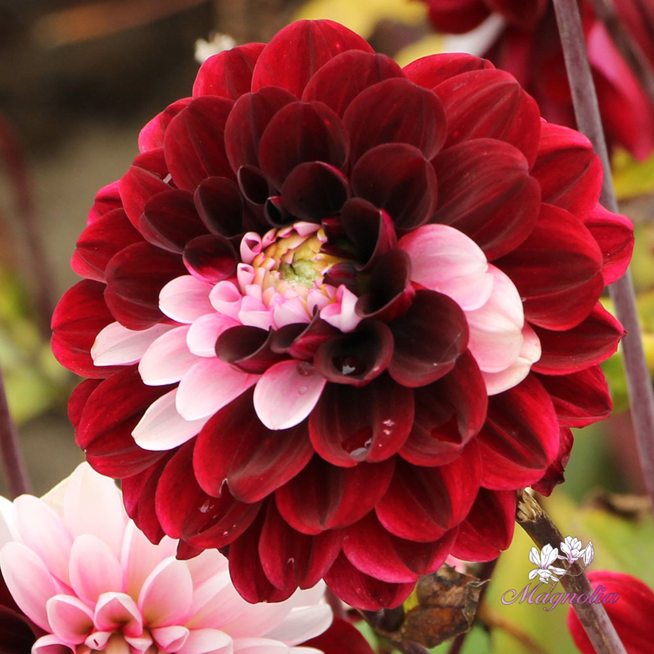 Daria in Love Dahlia Tuber