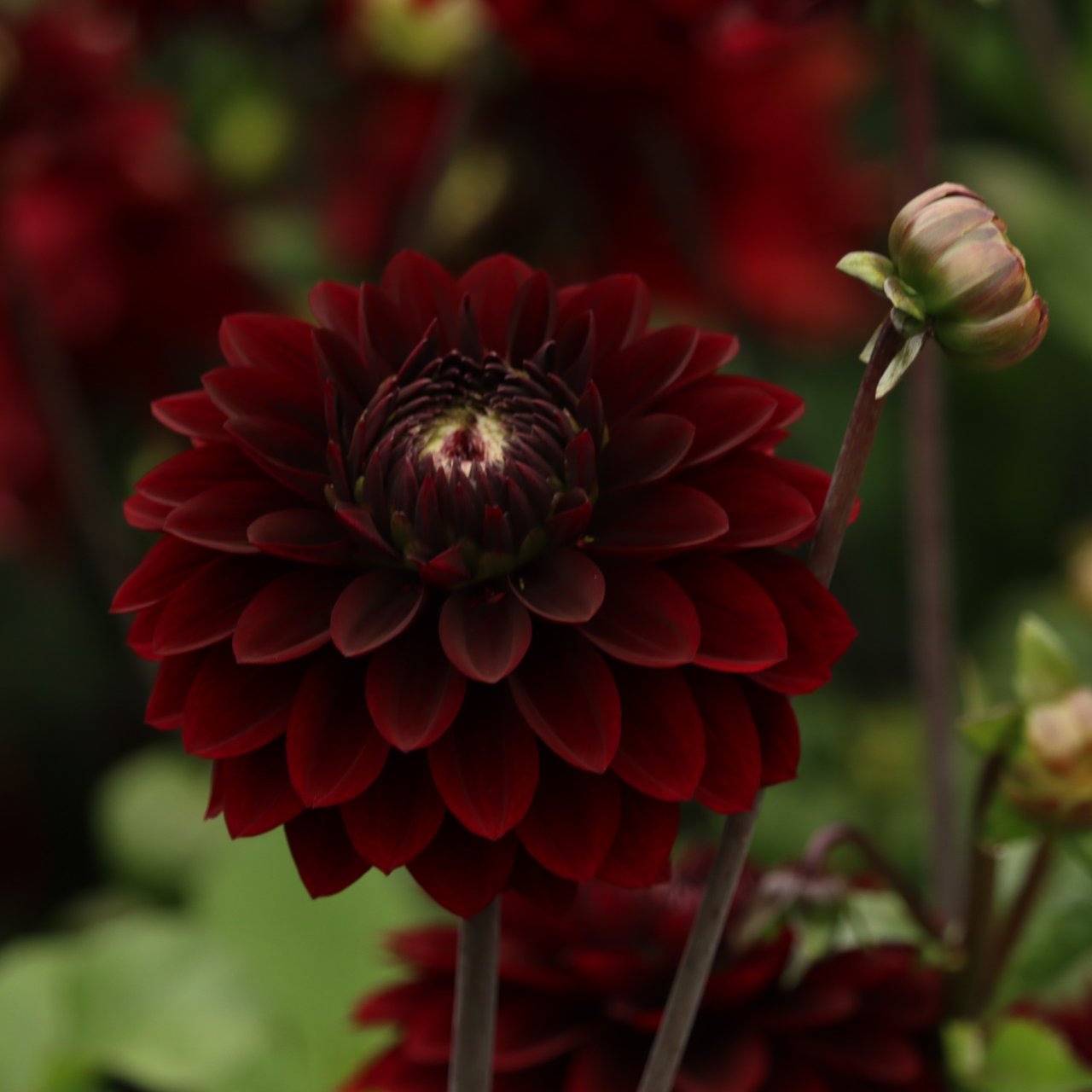 Dark Destiny Dahlia Knöl
