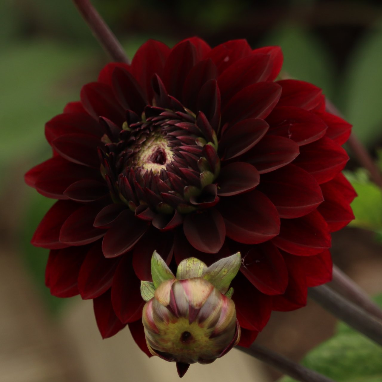 Dark Destiny Dahlia Tuber