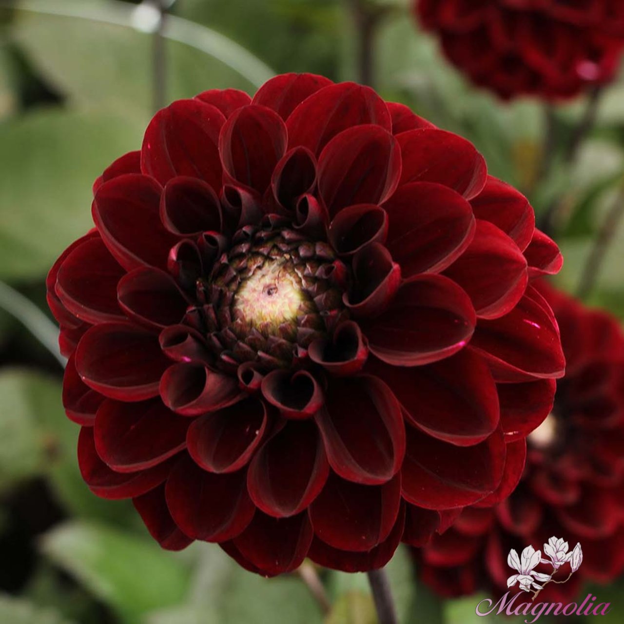 Dark Red Wave Dahlia Knöl