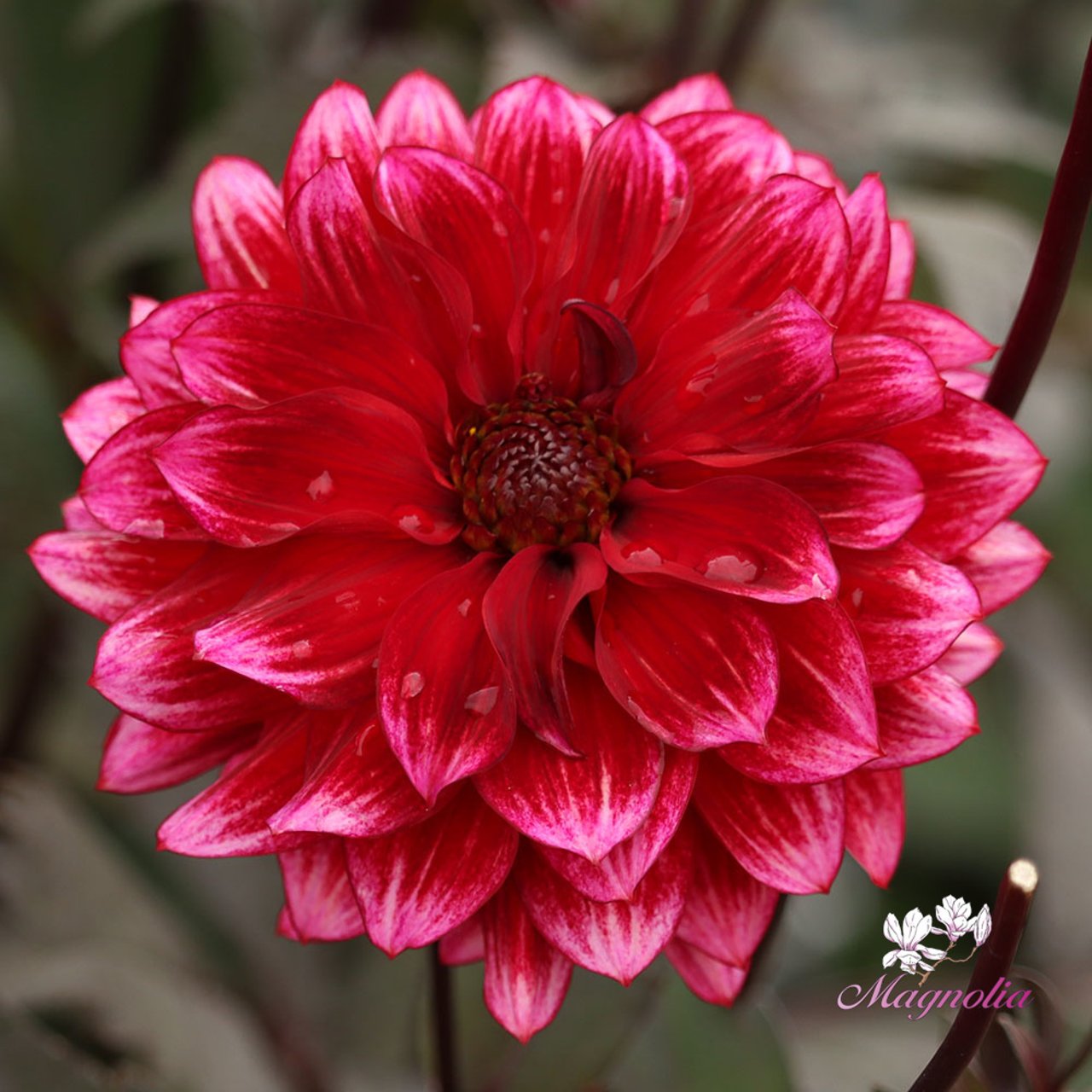 Darkarin Dahlia Knöl