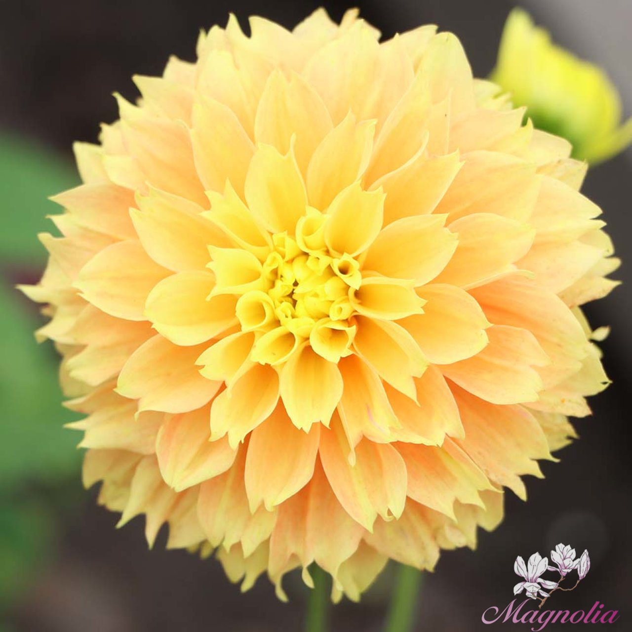 Deep Impact Dahlia Knöl
