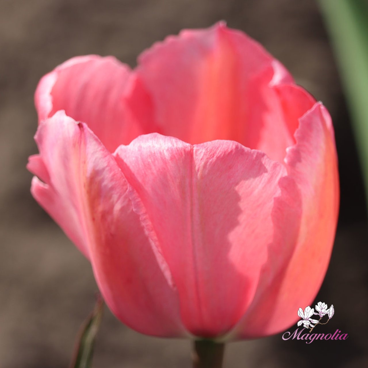 Design Impression Tulip Bulbs