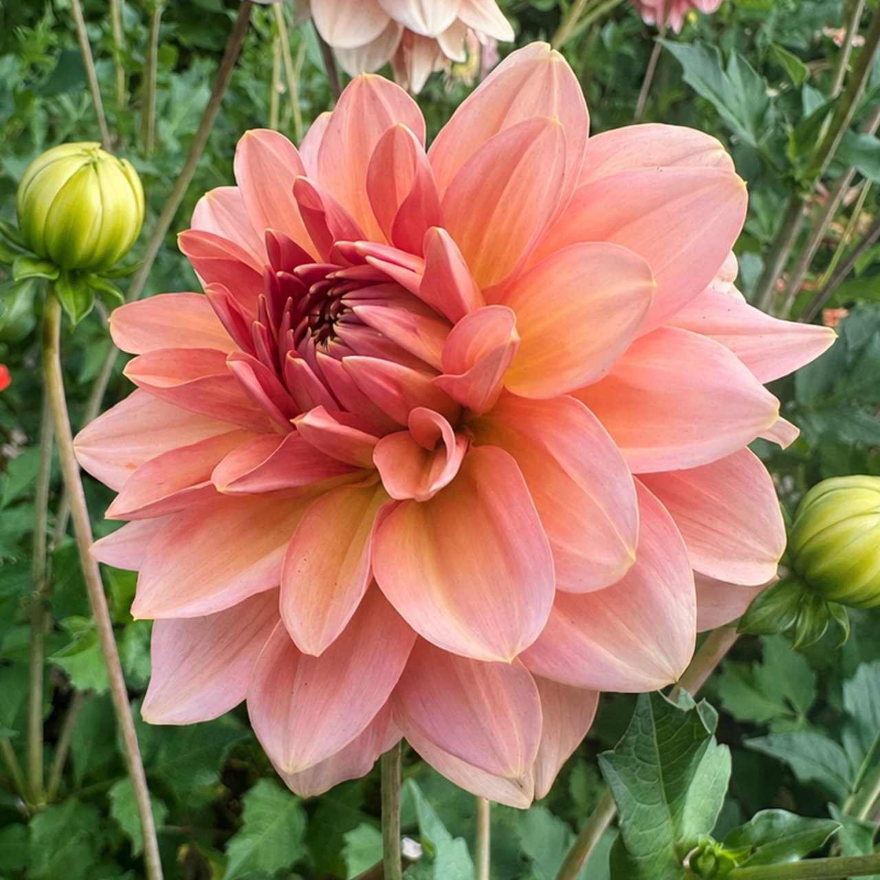 Dolce Eva Dahlia Tuber