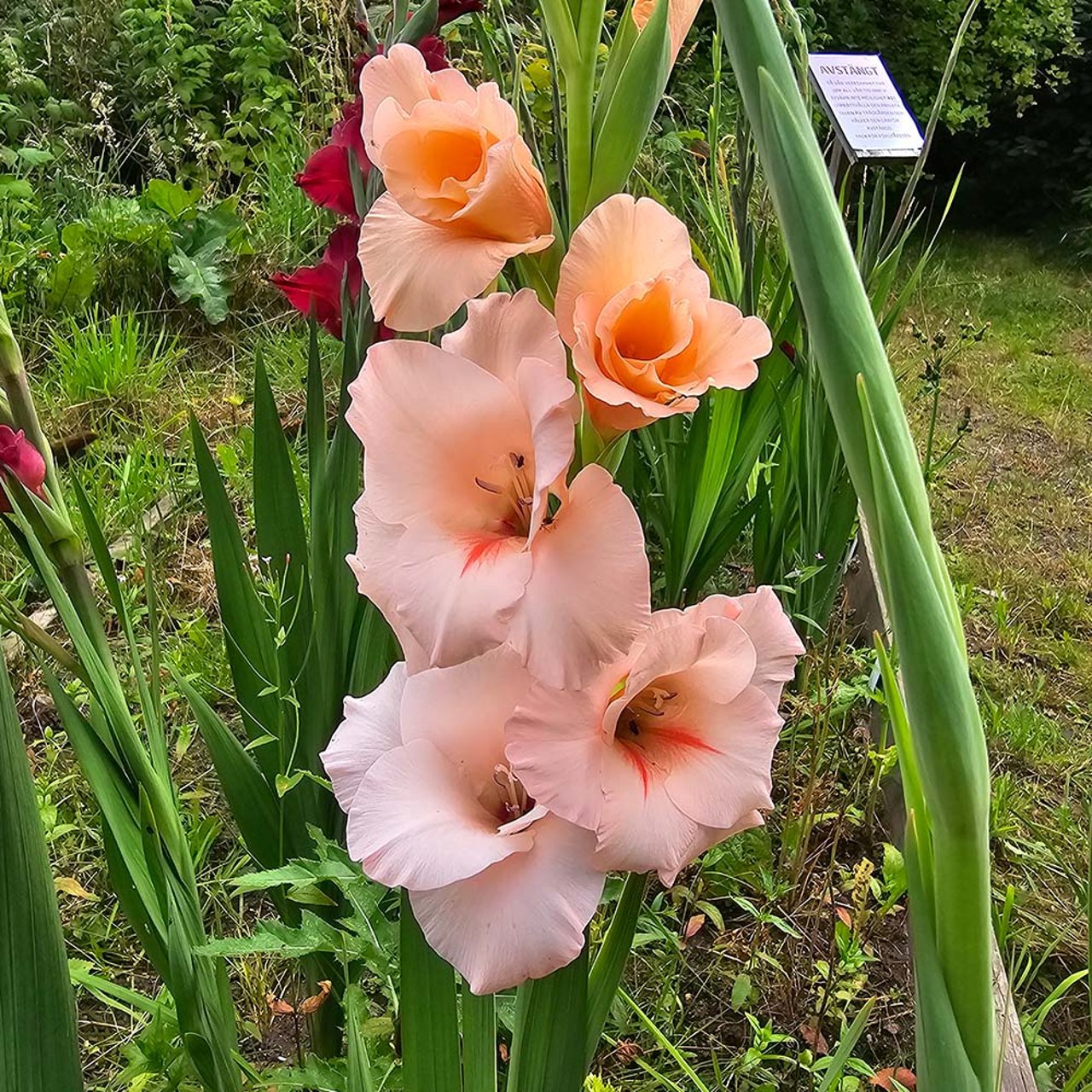 Dolce Vita Gladiolus Corms
