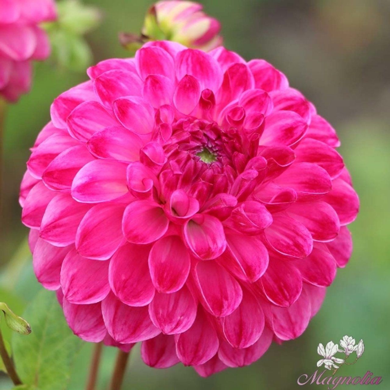 Dorothy Rose Tuber