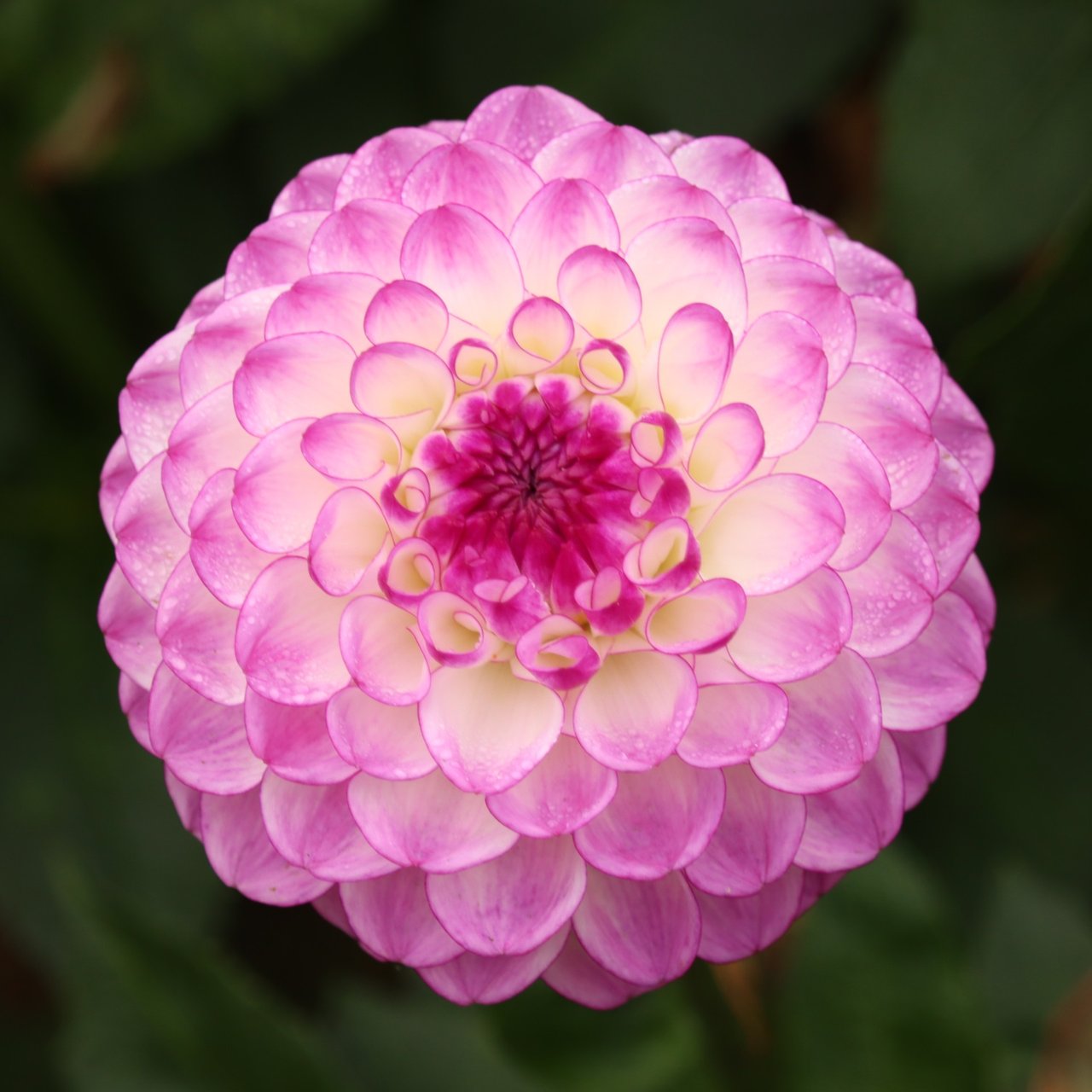 Dreaming Maid Dahlia Tuber