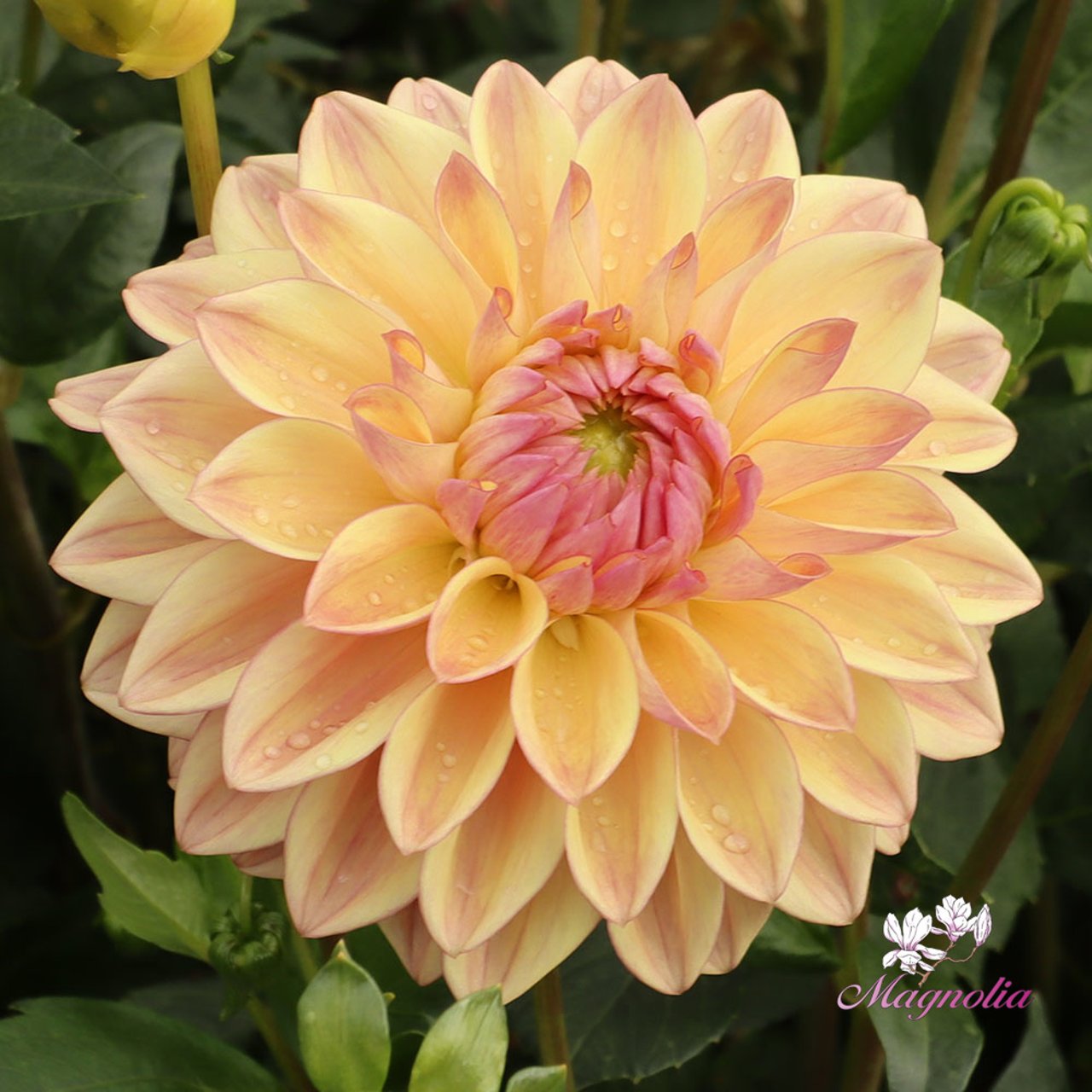 Dusty Beauty Dahlia Tuber