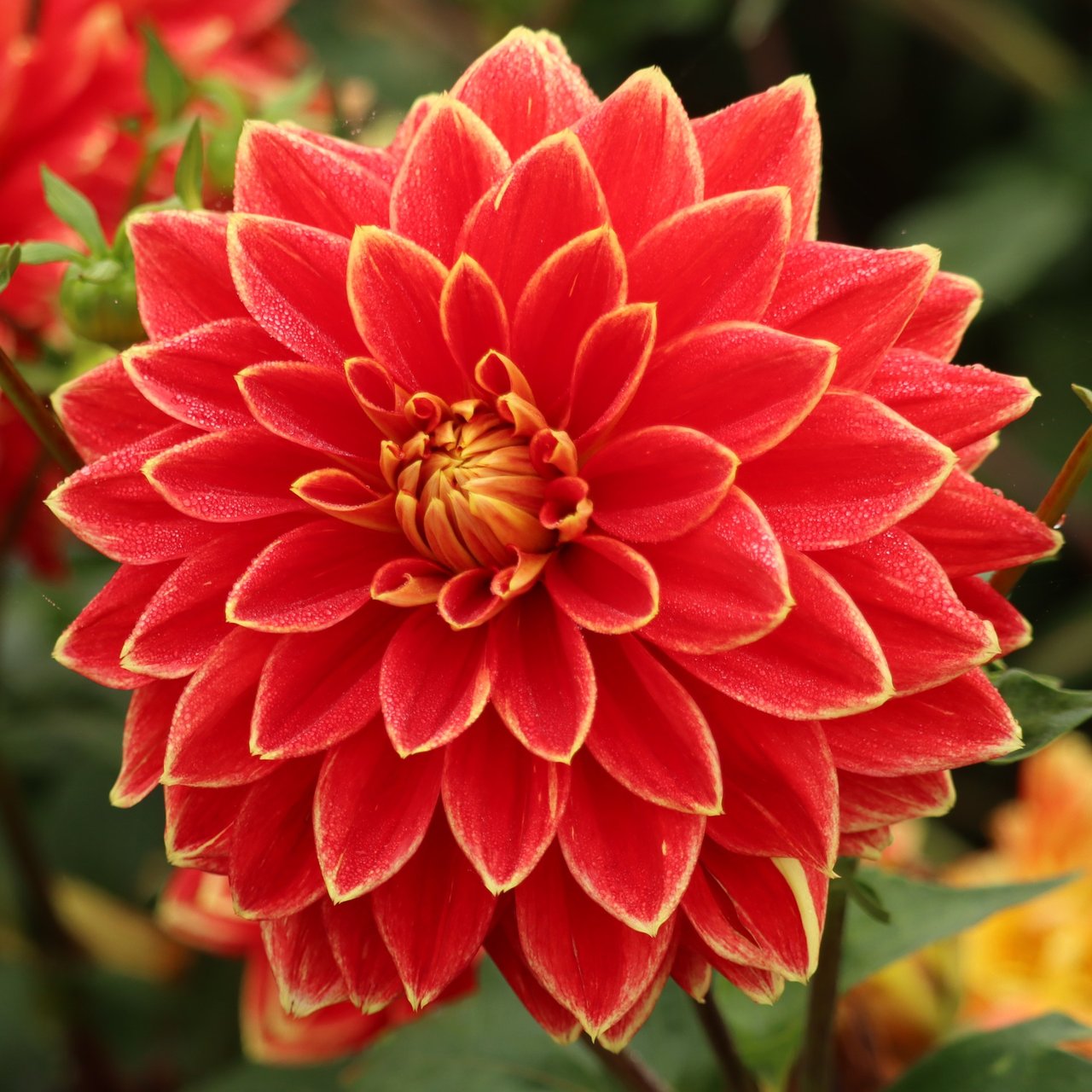 Dutch Carnaval Dahlia Knöl