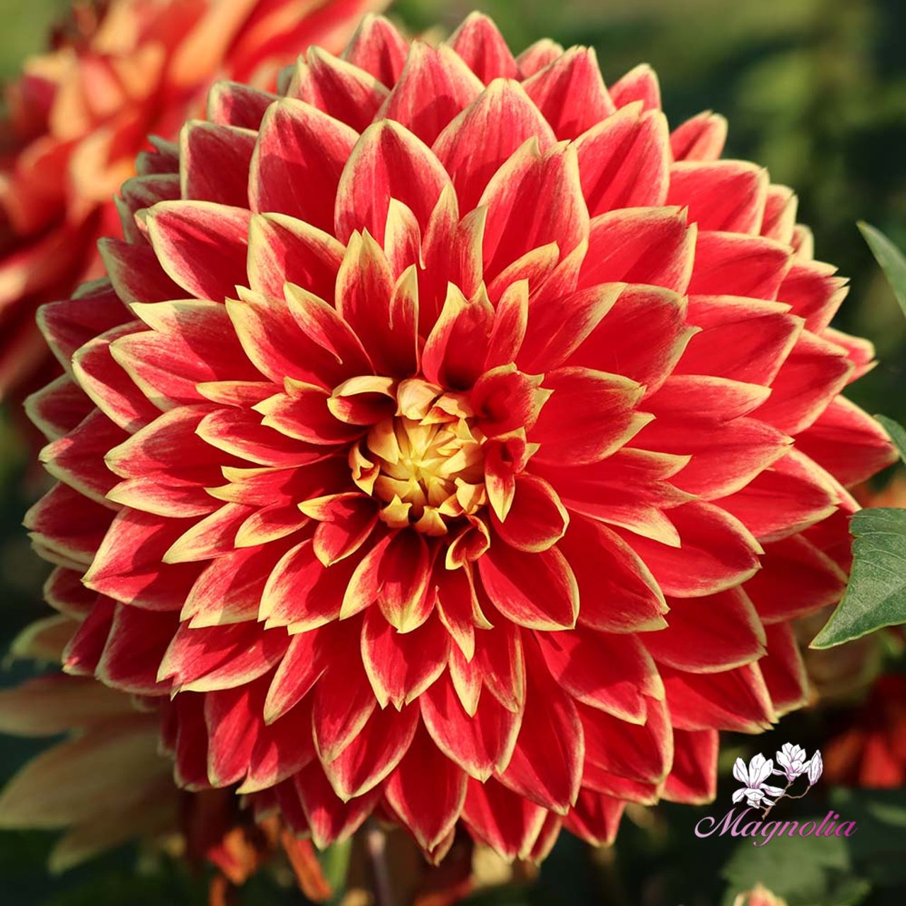 Dutch Carnaval Dahlia Knöl
