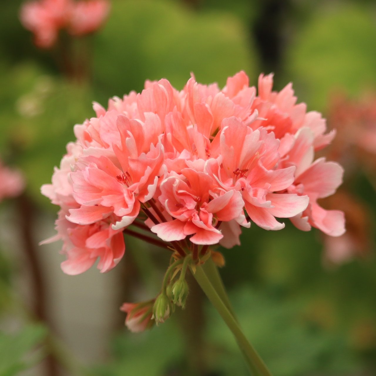 Edwards Finn Pelargonium Cutting