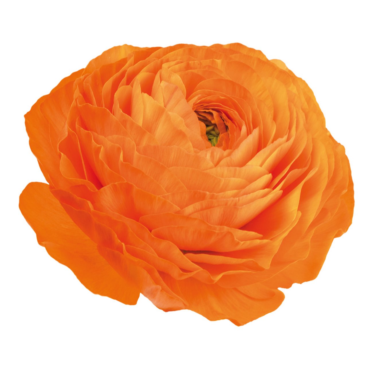 Elegance Clementine Ranunkel Knöl