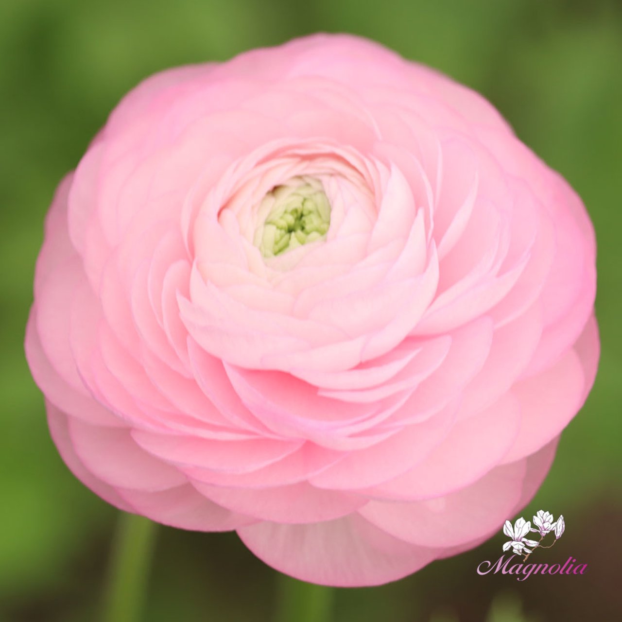 Elegance Rosa Chiaro Ranunkel Knöl
