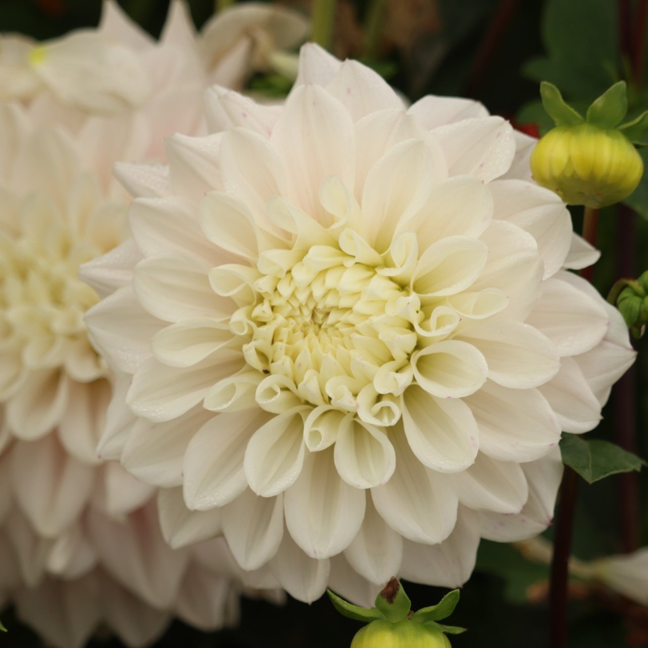 Elliot Dahlia Tuber