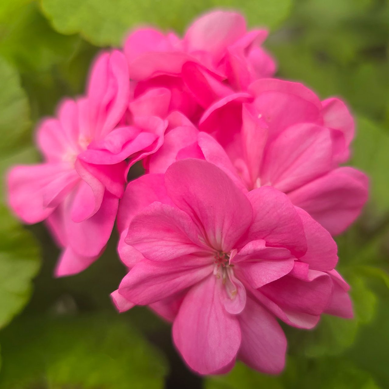 Elnaryds Emil Pelargonium Cutting