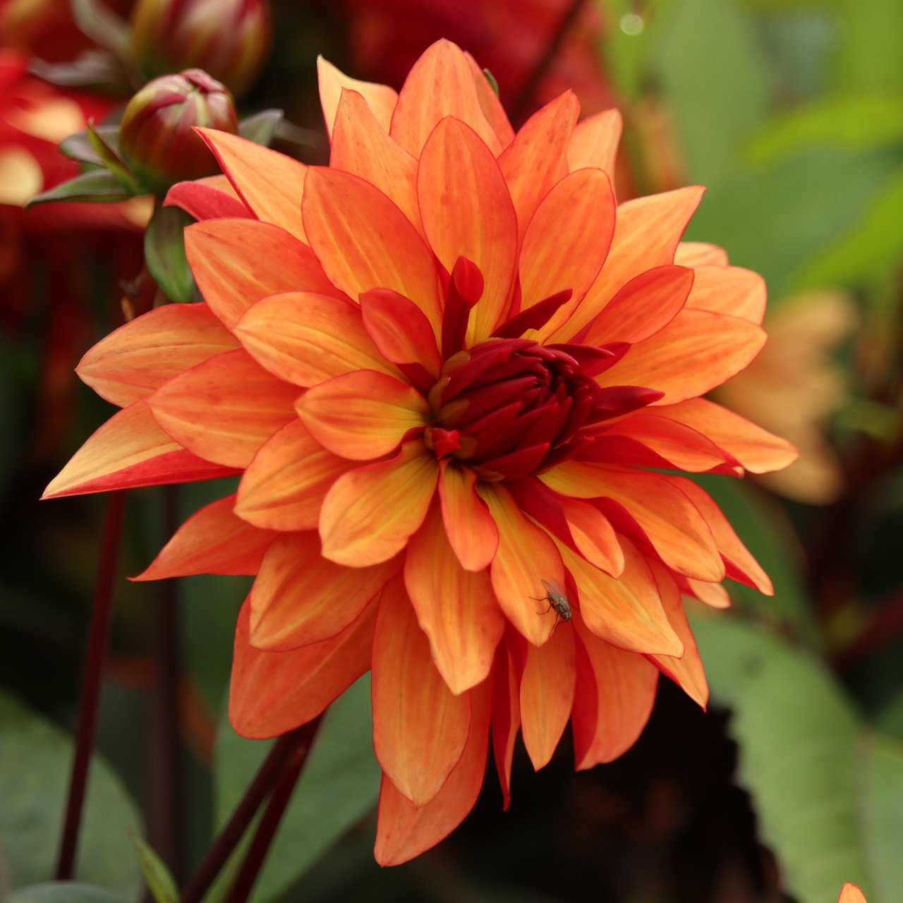 Ember Idylle Dahlia Knöl