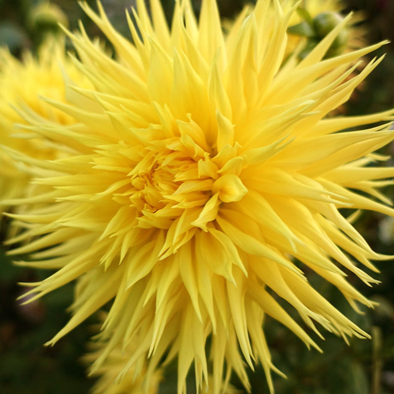 Encore Dahlia Knöl