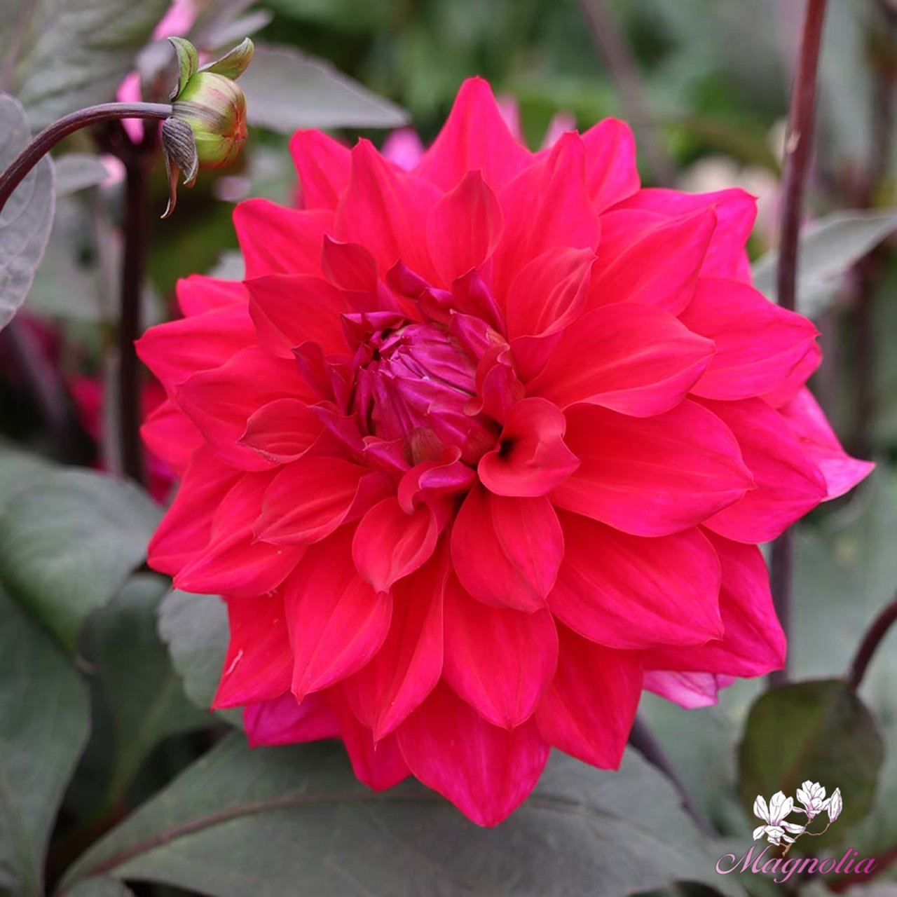 Engelhardts Matador Dahlia Knöl