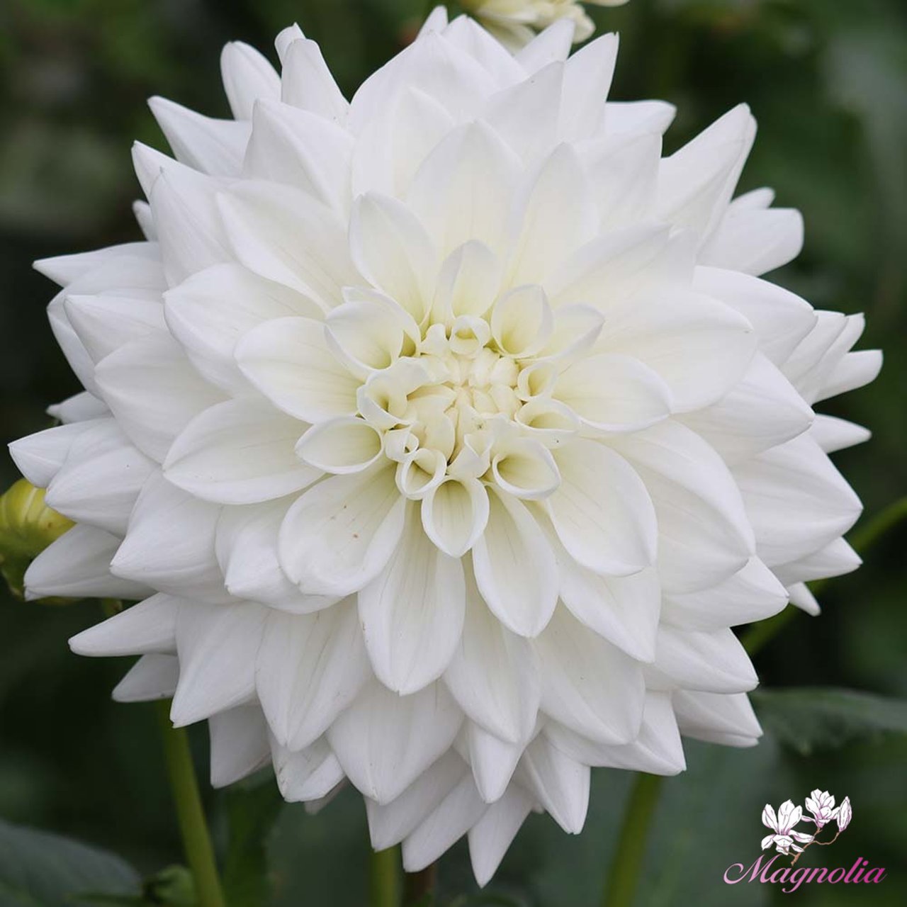 Eternal Snow Dahlia Knöl