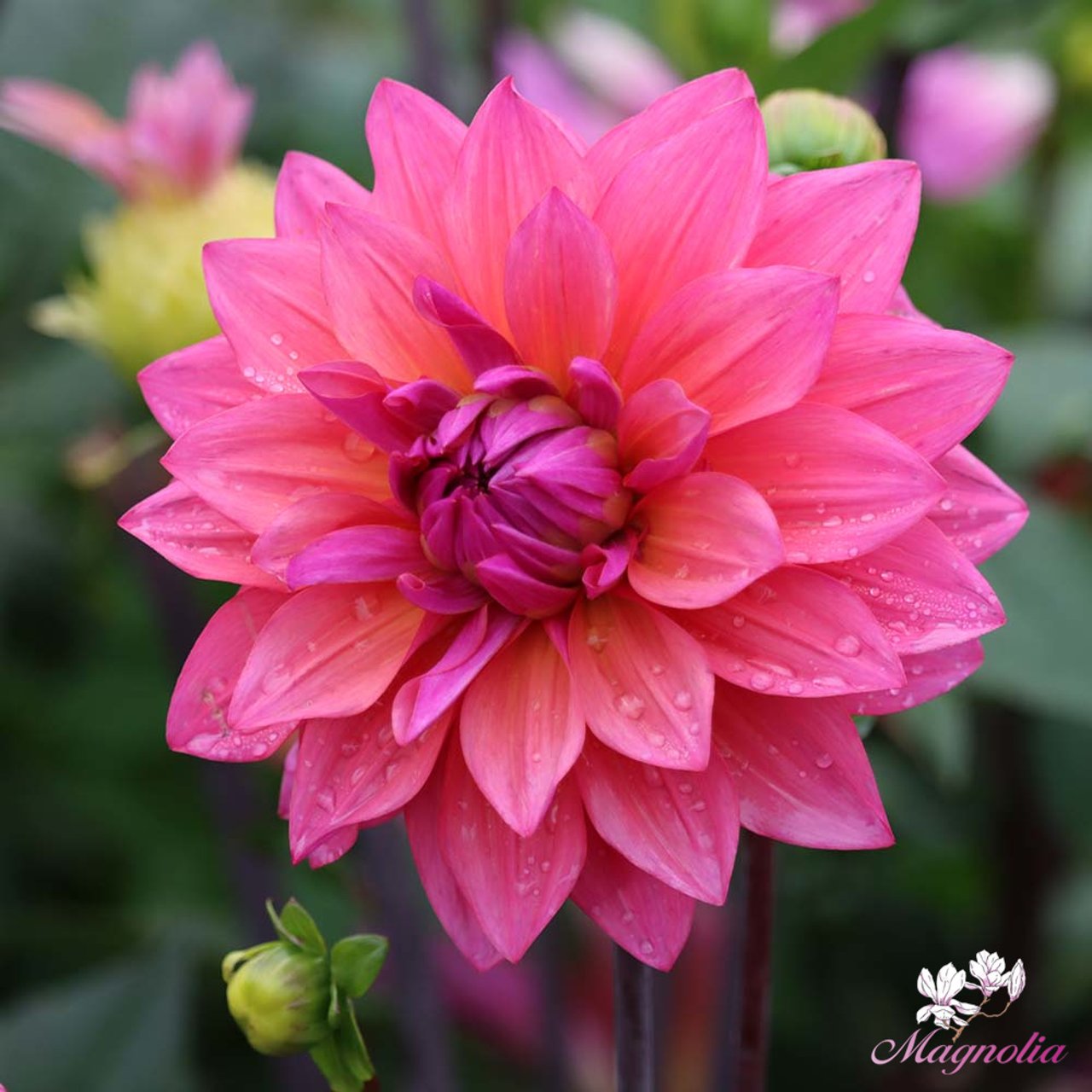 Feline Yvonne Dahlia Tuber