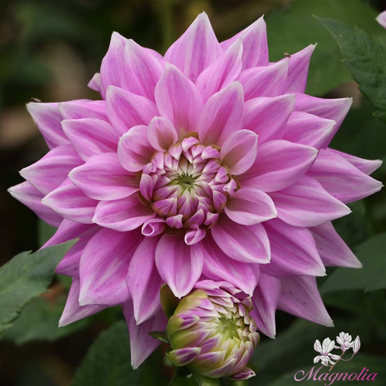 Ferncliff Inspiration Dahlia Knöl