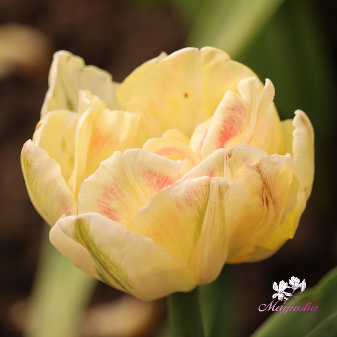 Foxy Foxtrot Tulip Bulbs