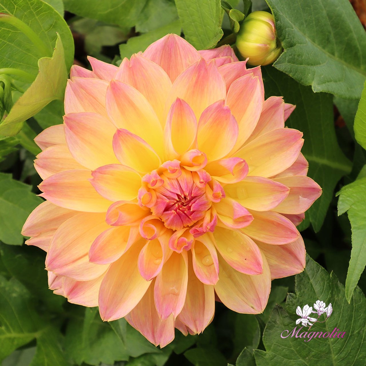 Fred Blomstrar (stickling) Dahlia Stickling