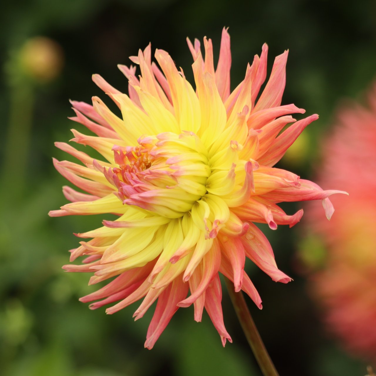 Fringed Star Dahlia Tuber