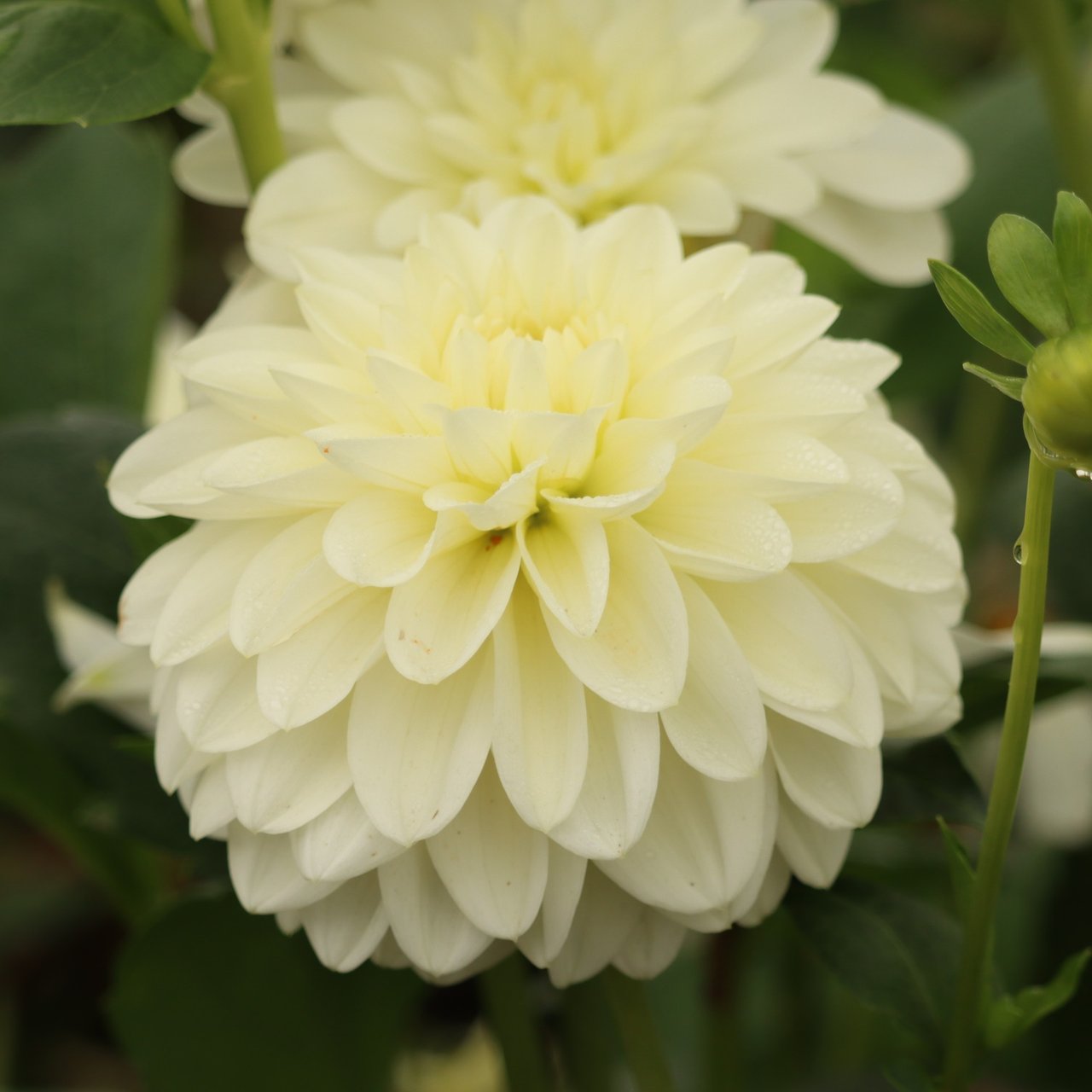 Frosted Dahlia Tuber