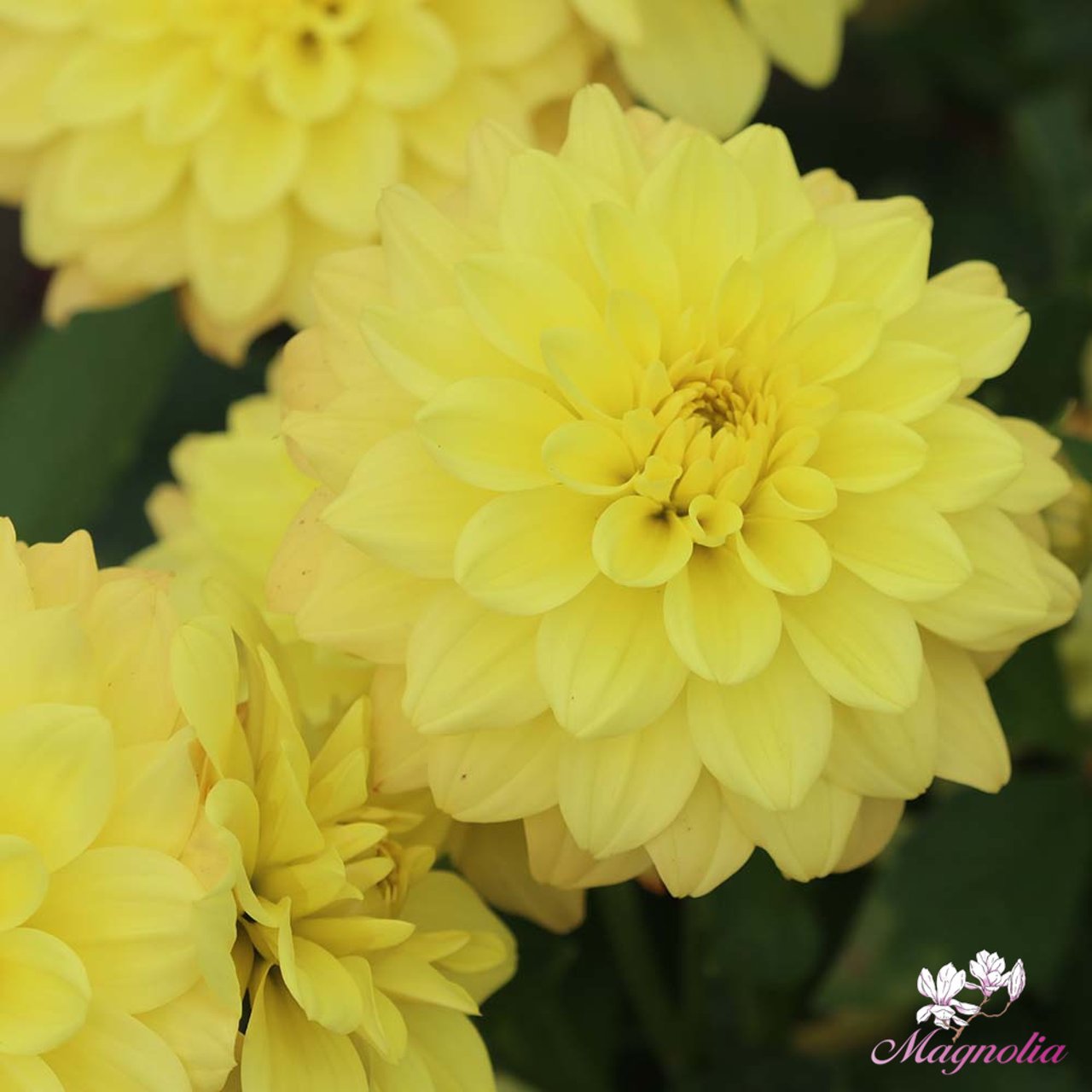 Gallery Pinto Dahlia Tuber
