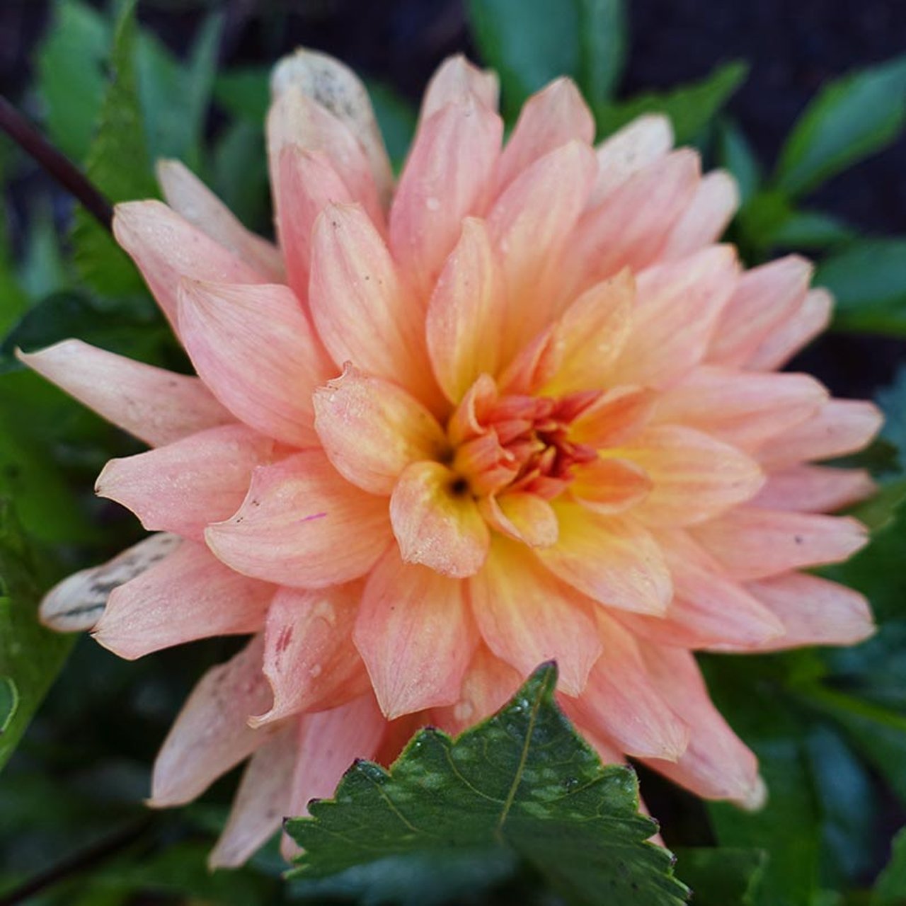Gallery Vincent Dahlia Tuber