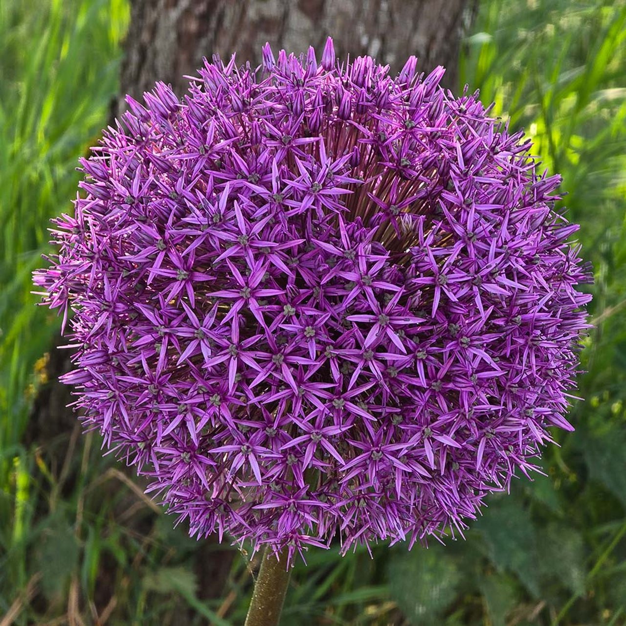 Globemaster Allium Bulb