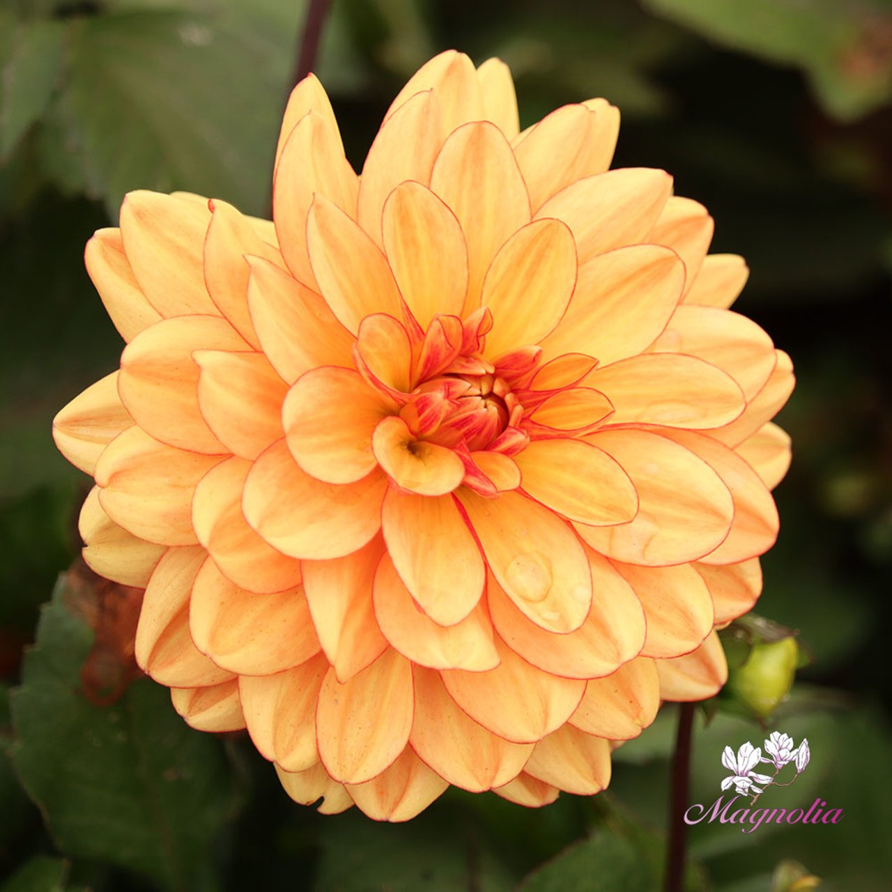 Go Go Orange Dahlia Tuber