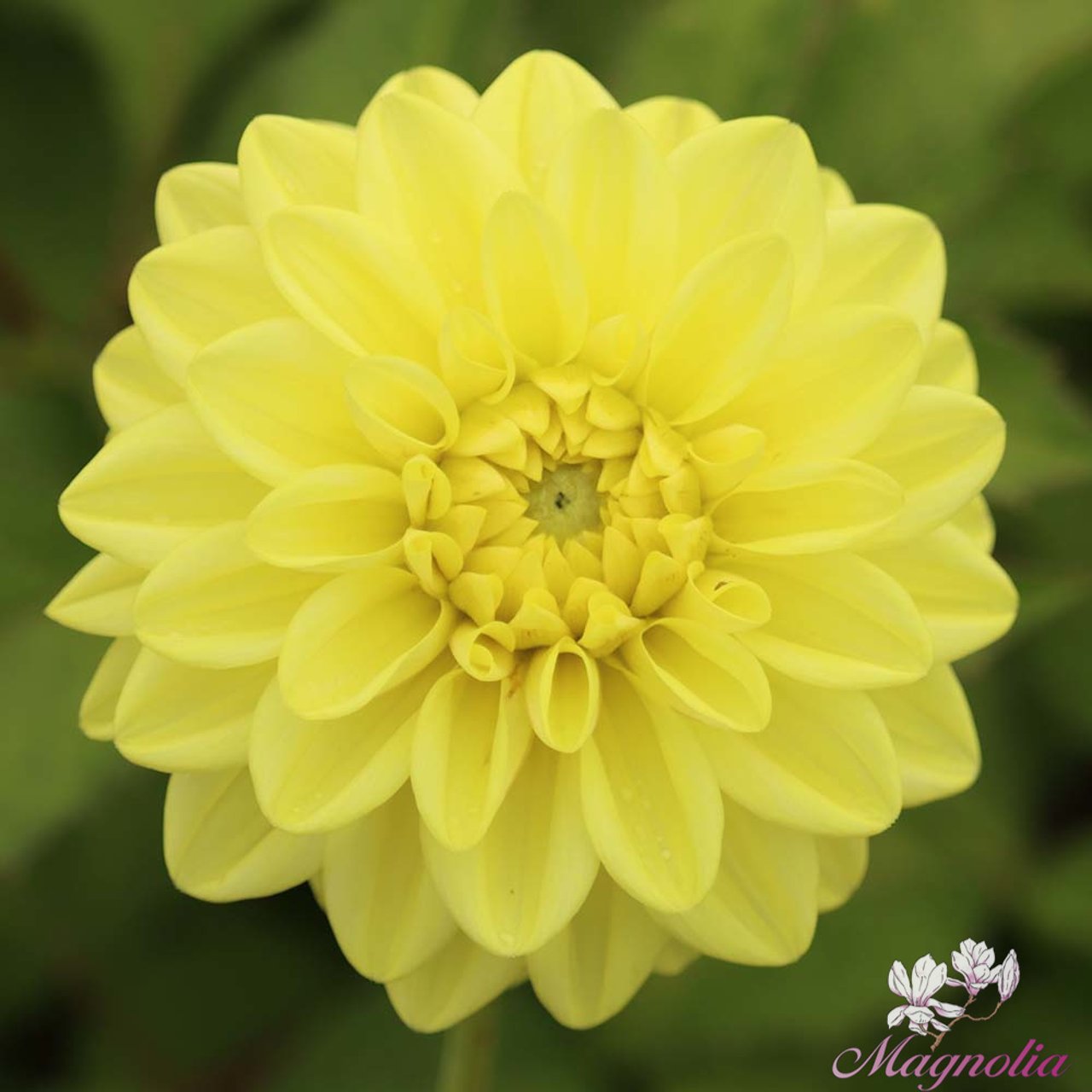 Golden Eye Dahlia Knöl
