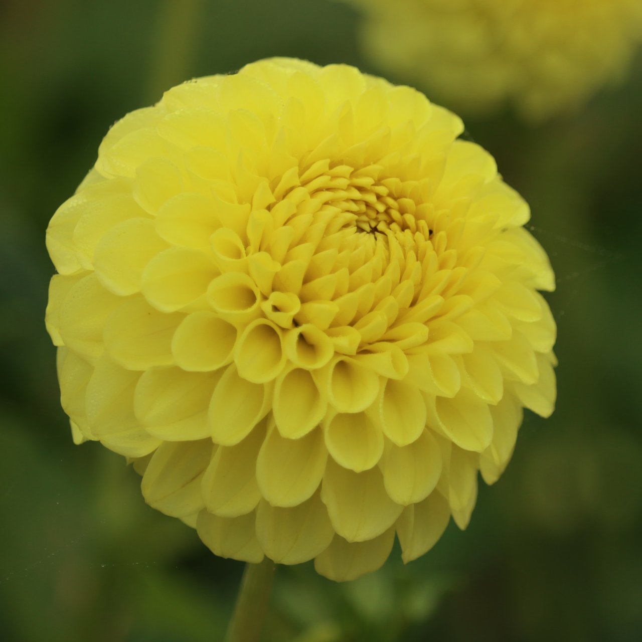 Golden Torch Dahlia Knöl
