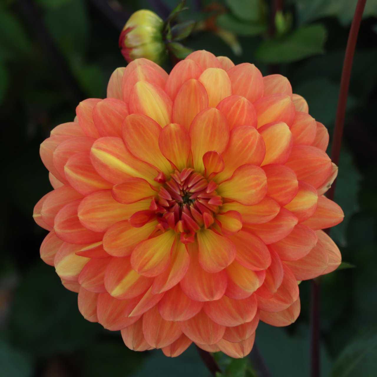 Graceland Dahlia Tuber