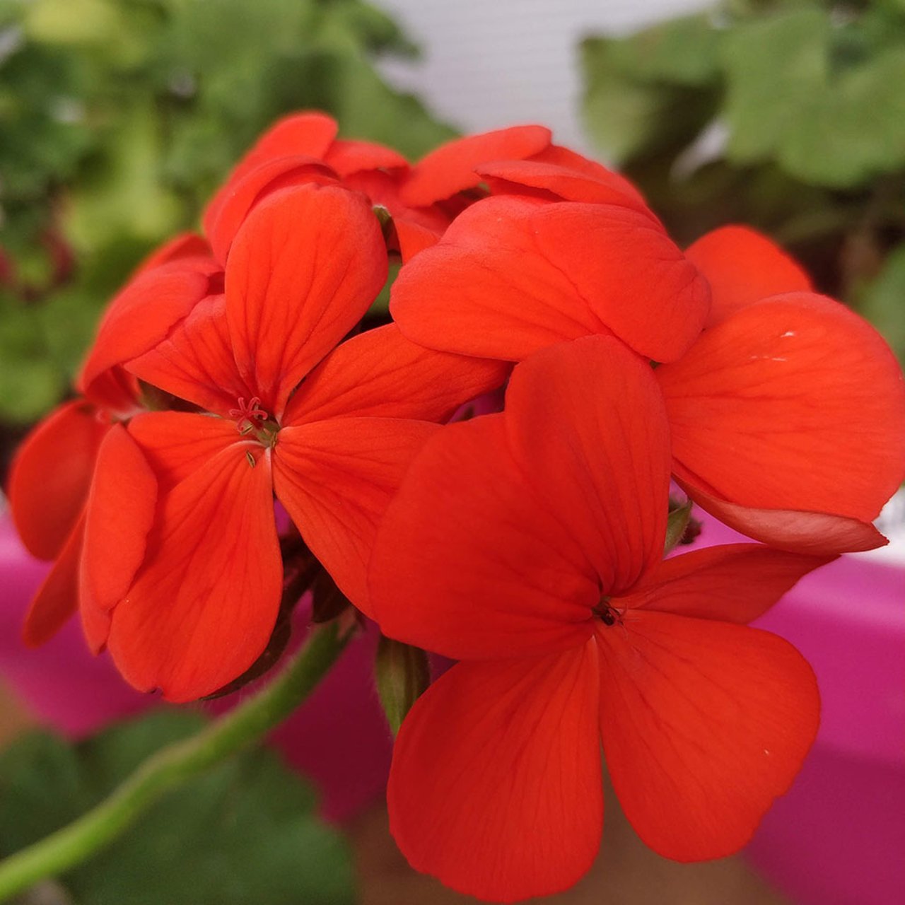 Grekisk Jättepelargon Pelargonium Cutting
