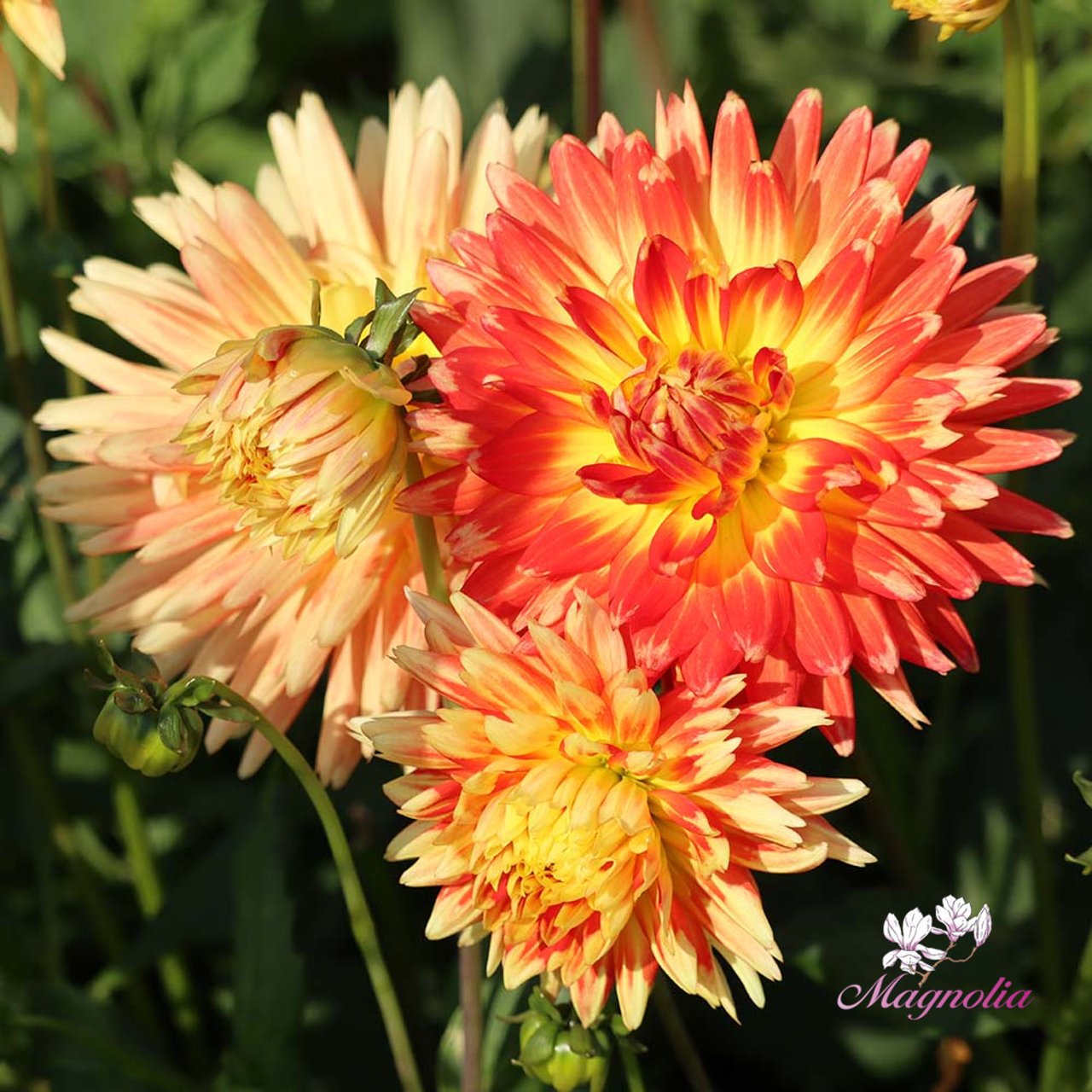 Gudoshnik Dahlia Knöl