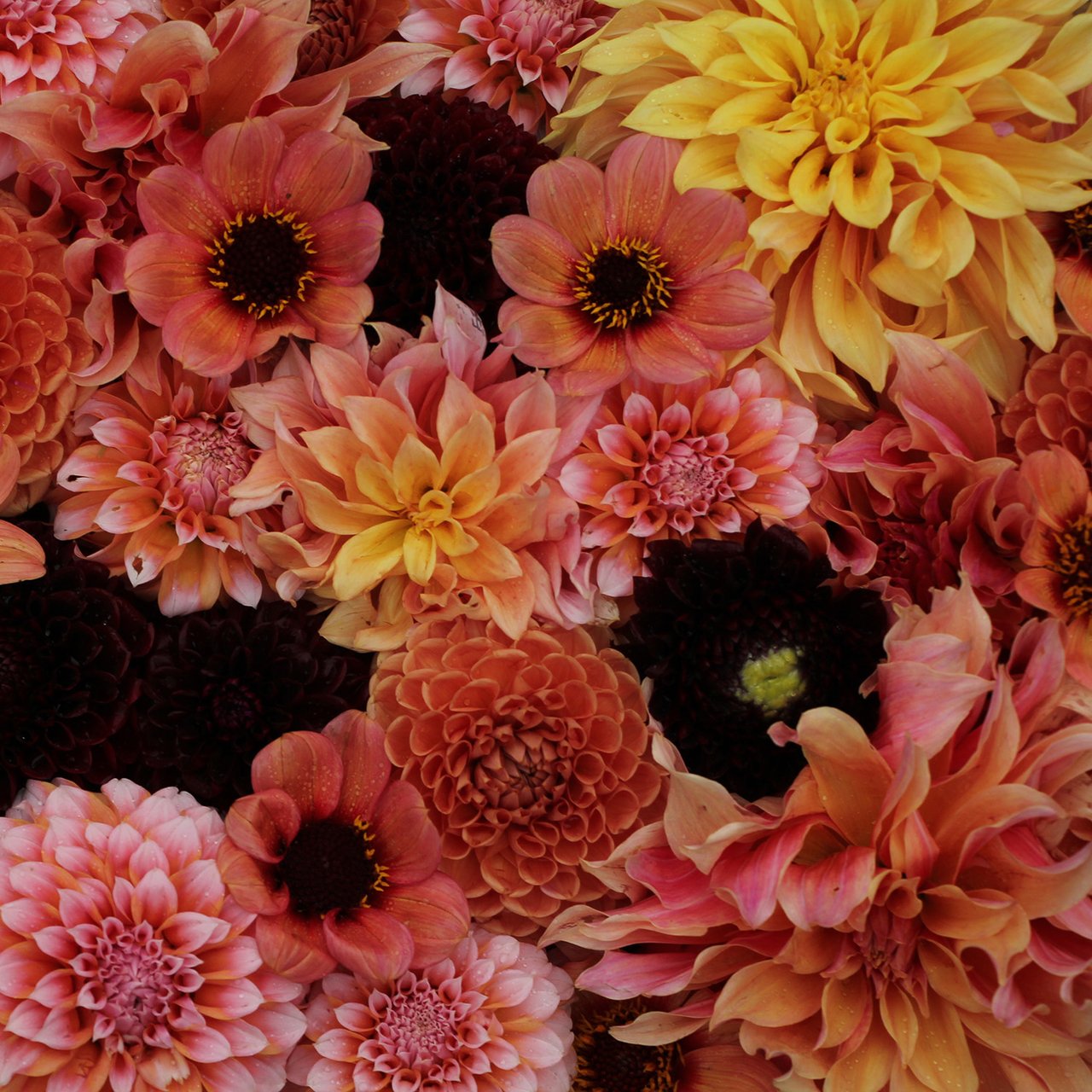 Hanna's Twilight Dahlia Collection Tuber