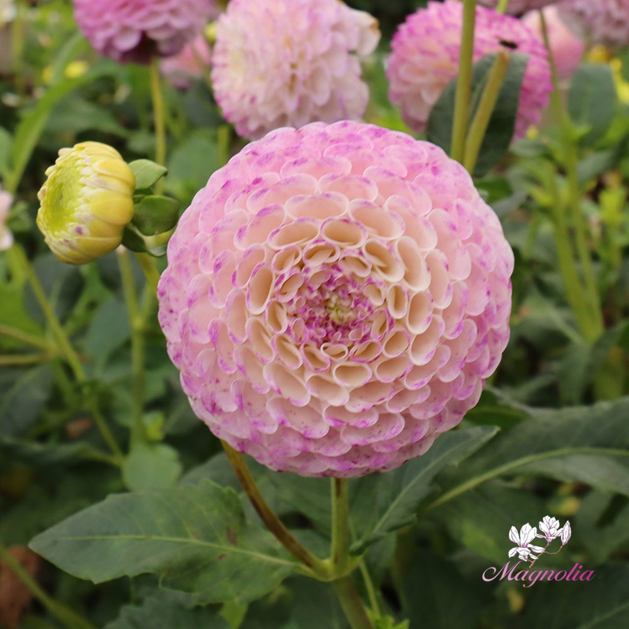 Hapet Compo Dahlia Tuber