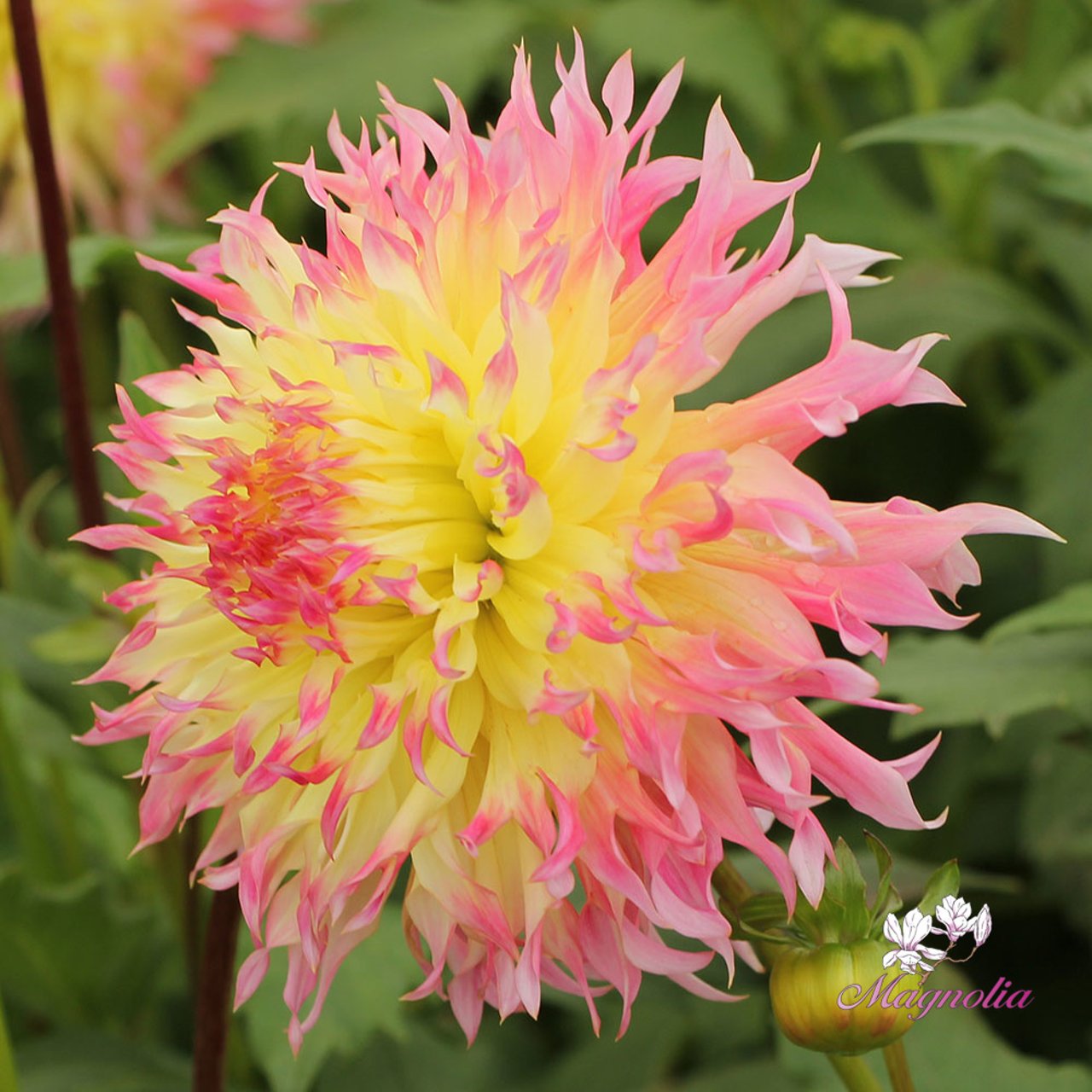 Hapet Perfect Dahlia Knöl
