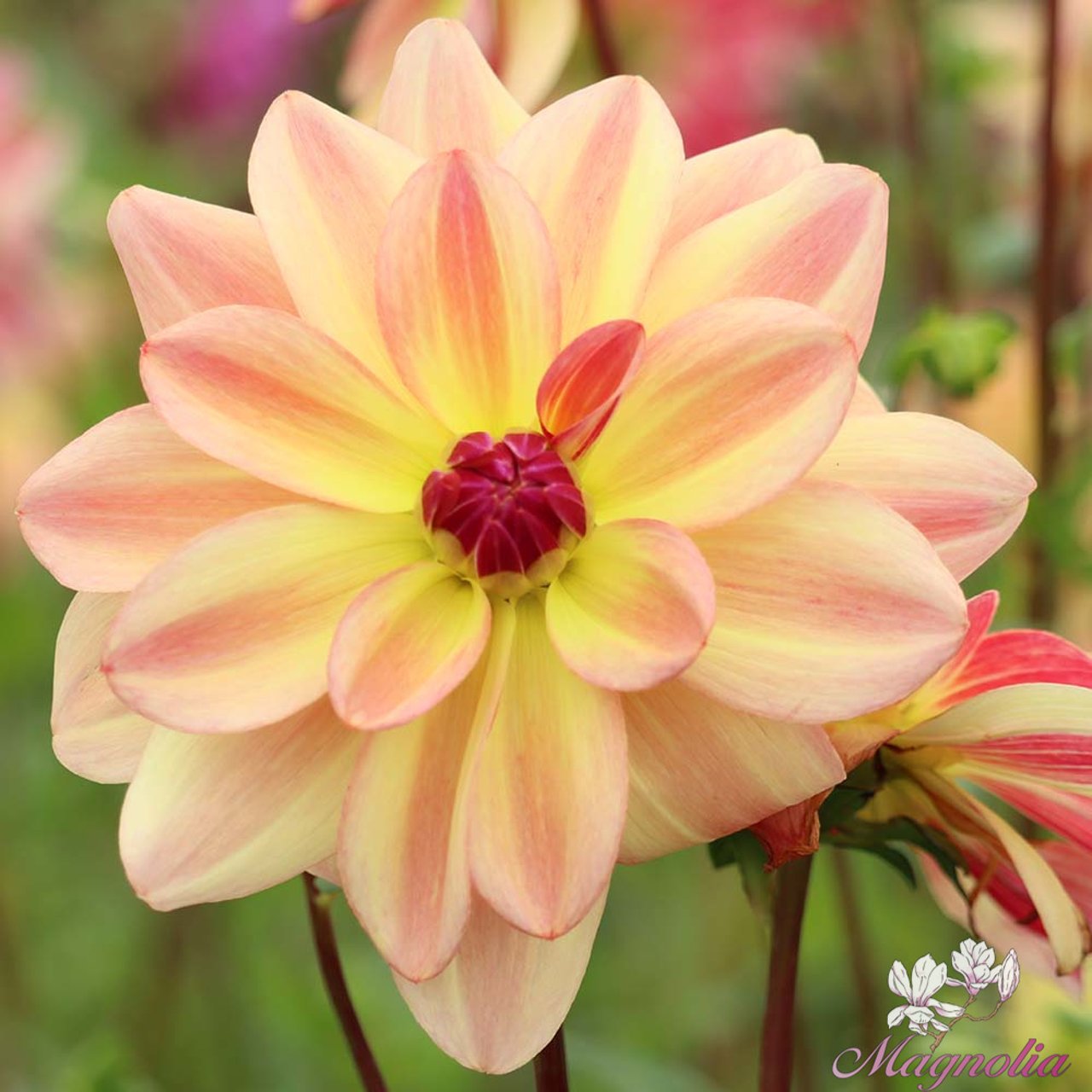 Happy Butterfly Dahlia Knöl