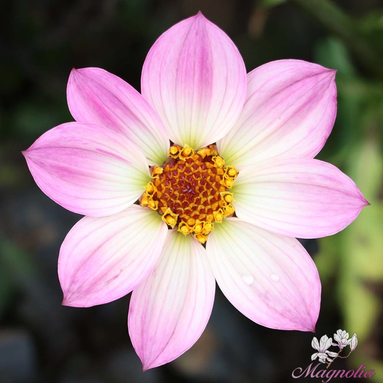 Happy Days Pink Dahlia Knöl
